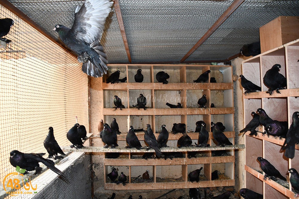 zohdi 3ashoor (113).jpeg